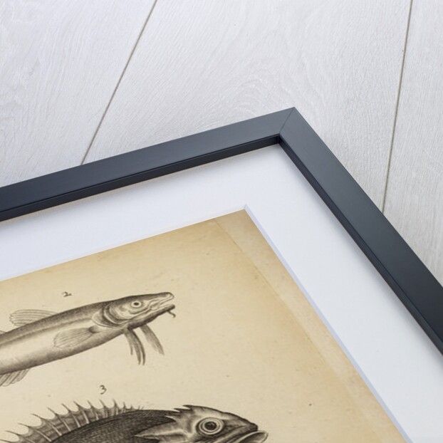 Study of five fish by Anonymous