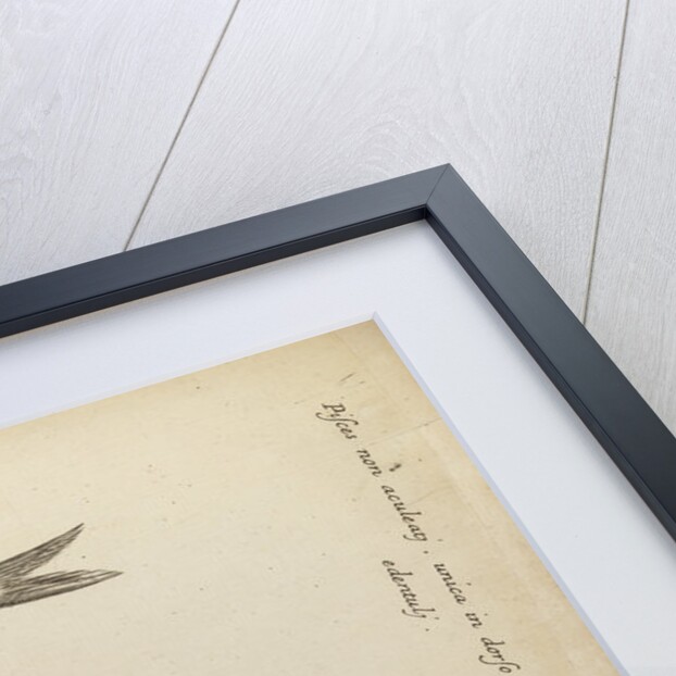 '..a Greyling' and 'carp' by Anonymous
