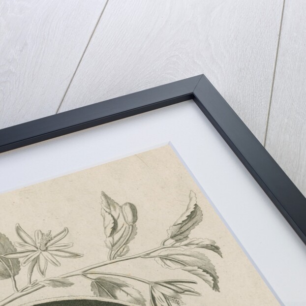 Portrait of Nehemiah Grew (1641-1712) by James Newton