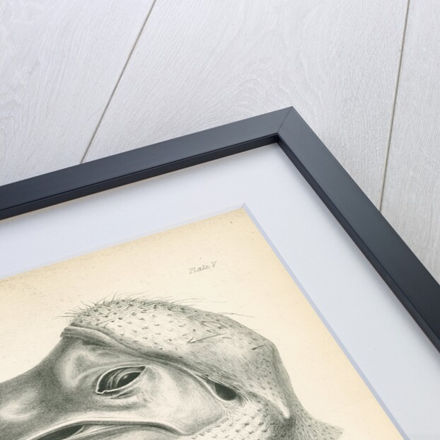 Two studies of a Dodo head by Joseph Dinkel