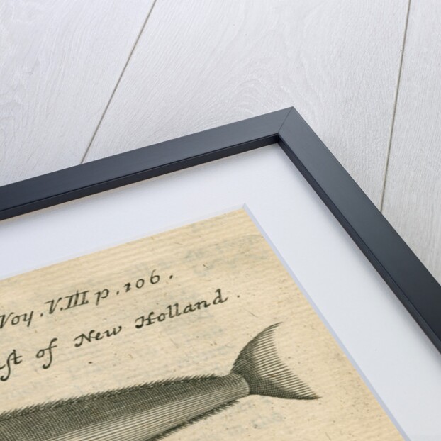 Marine life of Australia [New Holland] observed by William Dampier (1651-1715) by Anonymous