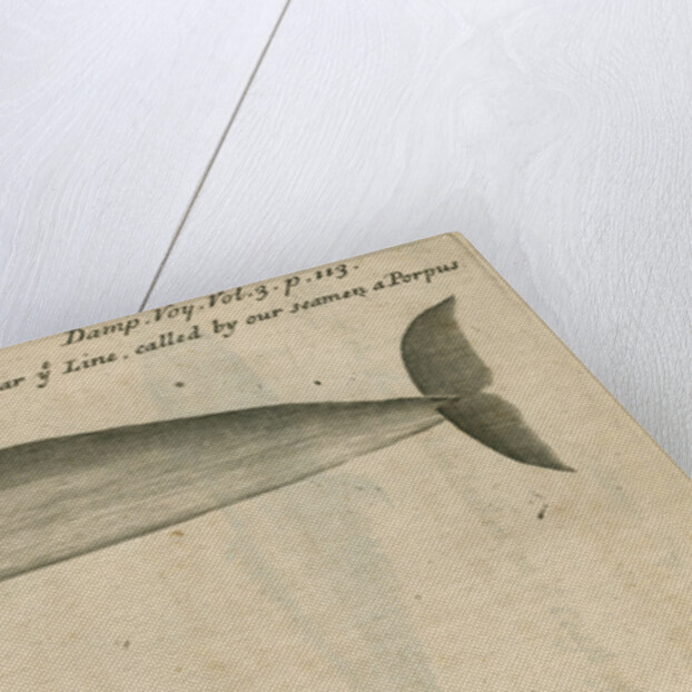 Marine life of Australia [New Holland] observed by William Dampier (1651-1715) by Anonymous