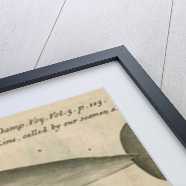 Marine life of Australia [New Holland] observed by William Dampier (1651-1715) by Anonymous