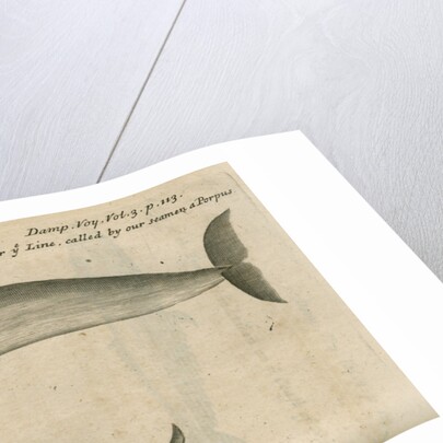 Marine life of Australia [New Holland] observed by William Dampier (1651-1715) by Anonymous