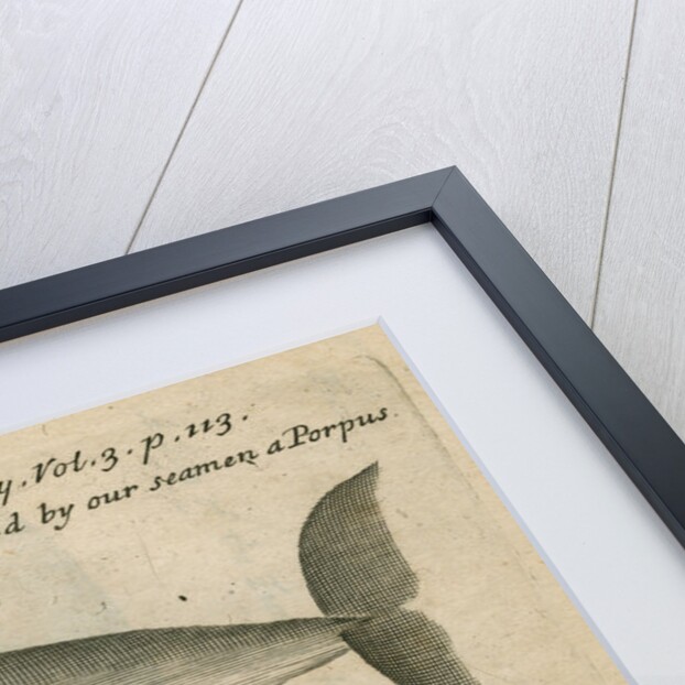 Marine life of Australia [New Holland] observed by William Dampier (1651-1715) by Anonymous