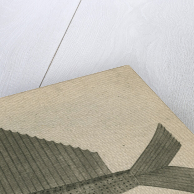 'The Jelly Fish', observed by William Funnell by Anonymous