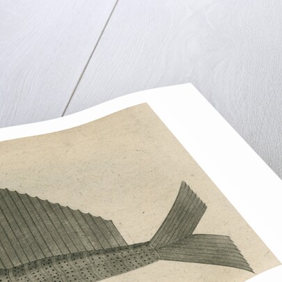 'The Jelly Fish', observed by William Funnell by Anonymous