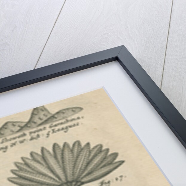 Landmarks and wildlife of Panama, observed by William Funnell by Anonymous