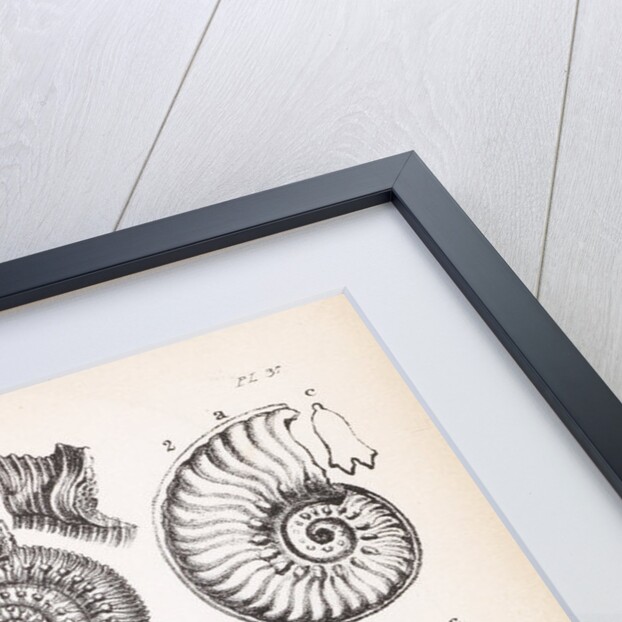 Various forms of ammonites by Edward Lear