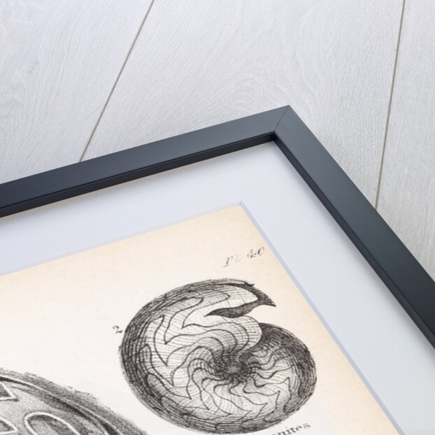 Four genus of ammonite by Edward Lear