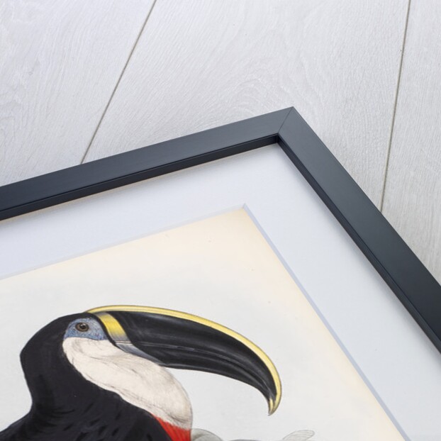Culmenated Toucan by Edward Lear