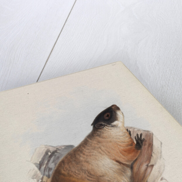 Quebec Marmot by I W Moore