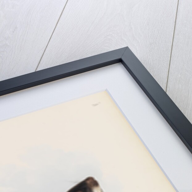 Quebec Marmot by I W Moore