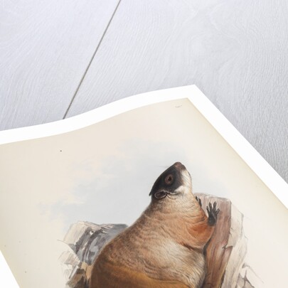 Quebec Marmot by I W Moore