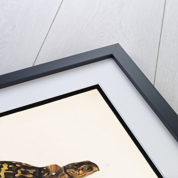 North American Box Turtle by J D C Sowerby