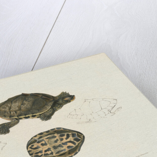 Indian Roofed Turtle by J D C Sowerby