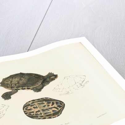 Indian Roofed Turtle by J D C Sowerby