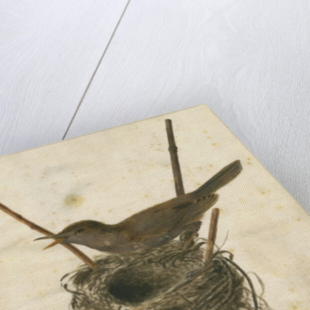 Great Reed Warbler and its nest by Anonymous