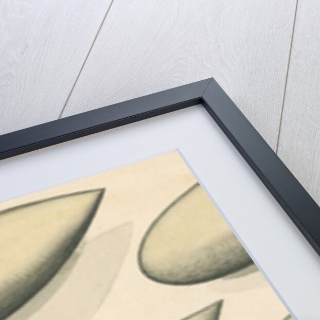 Studies of hydrodynamic shapes by Mark Beaufoy