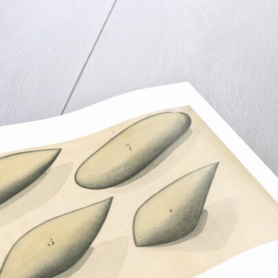 Studies of hydrodynamic shapes by Mark Beaufoy