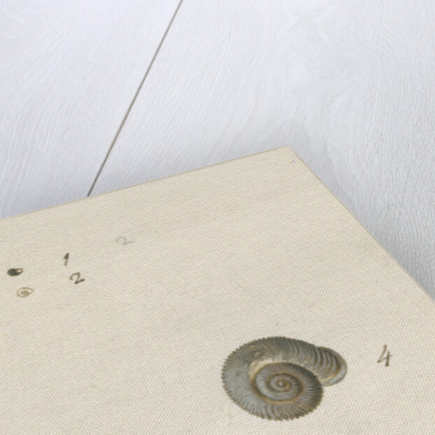 'Turbo helicinus' snail shell by John Agnew