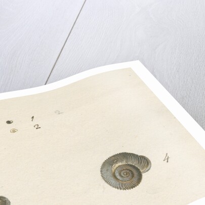 'Turbo helicinus' snail shell by John Agnew