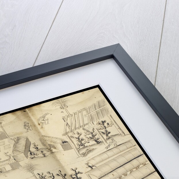 Cochineal production at the town of Guaspaltepeque by William Houstoun