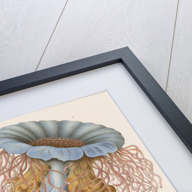 'Discomedusae' [jellyfish] by Adolf Giltsch