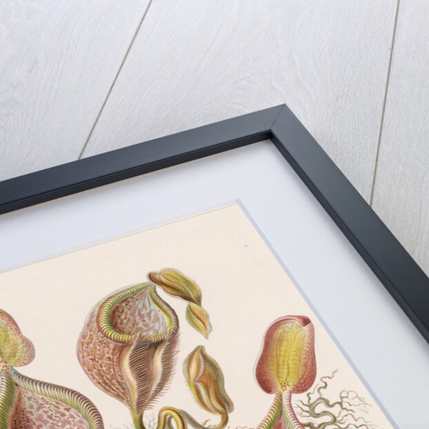 'Nepenthaceae' [pitcher plant] by Adolf Giltsch