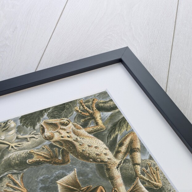 'Batrachia' [frogs and toads] by Adolf Giltsch