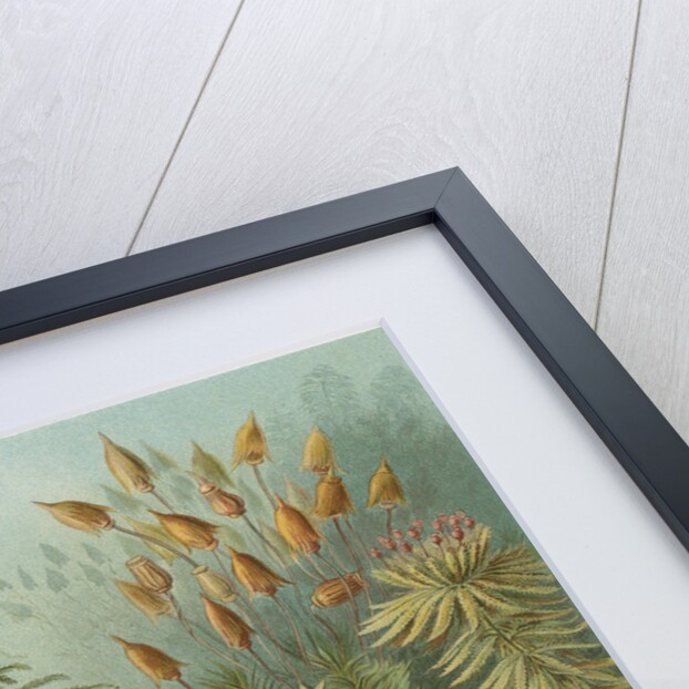 'Muscinae' [mosses] by Adolf Giltsch