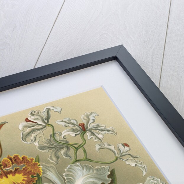 'Orchideae' [orchids] by Adolf Giltsch
