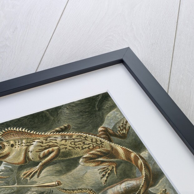'Lacertilia' [lizards] by Adolf Giltsch
