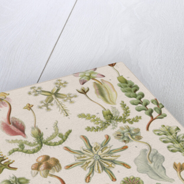 'Hepaticae' [liverworts] by Adolf Giltsch