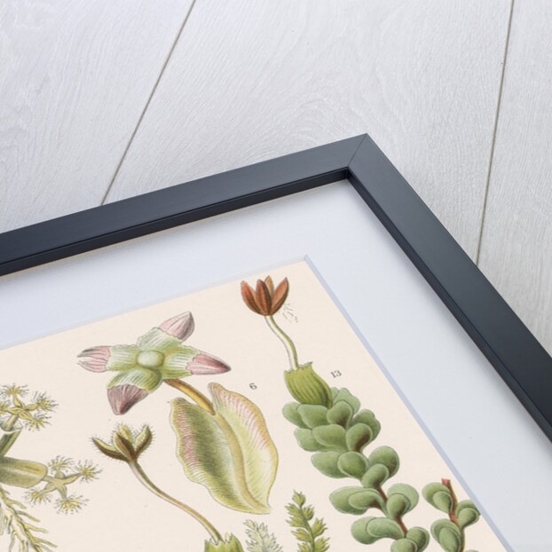 'Hepaticae' [liverworts] by Adolf Giltsch