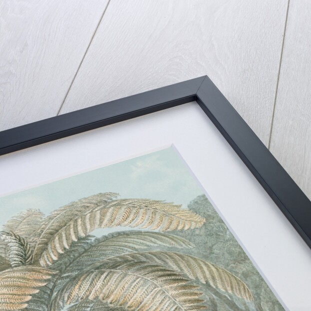'Filicinae' [tropical ferns] by Adolf Giltsch
