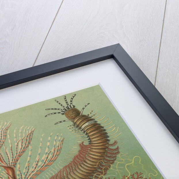 'Chaetopoda' [marine worms] by Adolf Giltsch