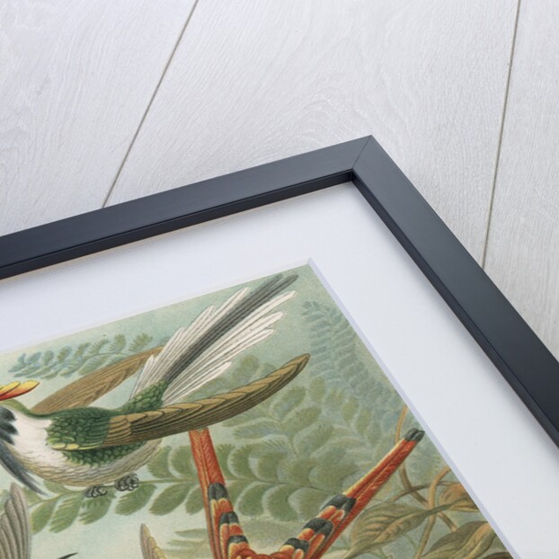 'Trochilidae' [humming birds] by Adolf Giltsch
