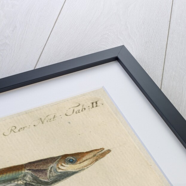 'L'Ammodite' [Lesser sand eel] by Anonymous