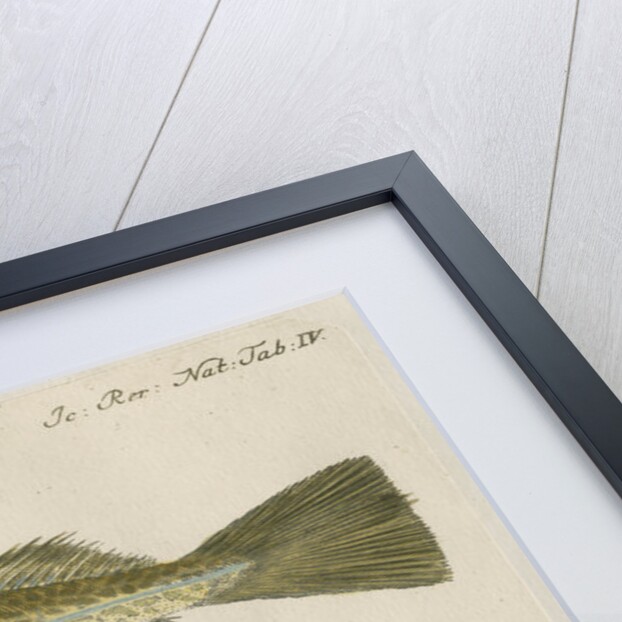 'Le Torsk' [juvenile Atlantic cod?] by Anonymous