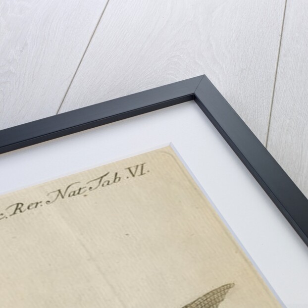 'L'Orphie' [Garfish by Anonymous