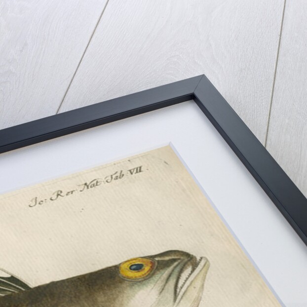 'La Vive, ou Dragon de Mer' [Greater weaver] by Anonymous