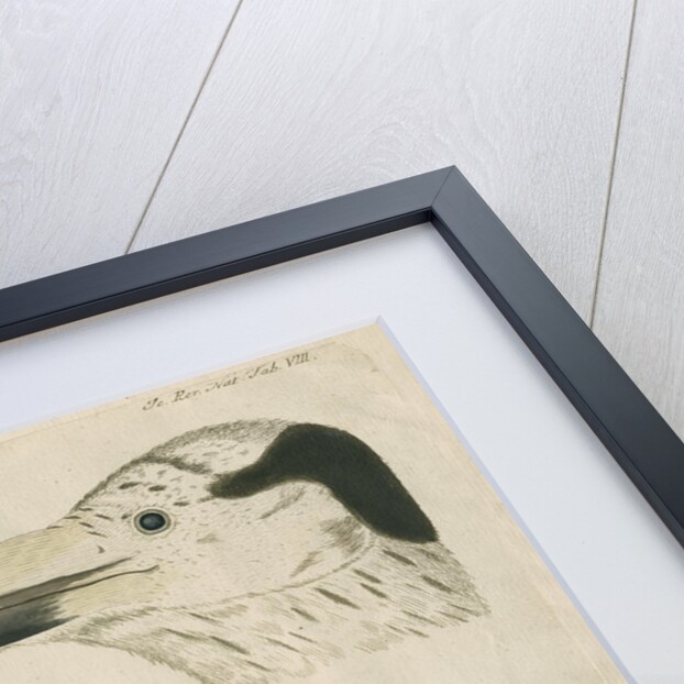 'Le Corbeau Blanc de Ferroe' [Pied or White Raven] by Anonymous