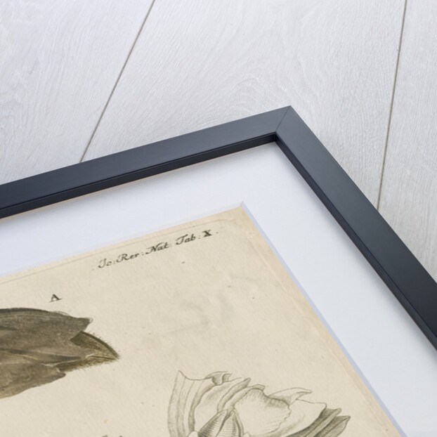 'La Tulipe de Mer' [Barnacle] by Anonymous