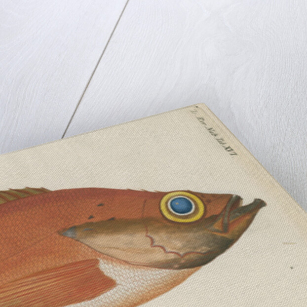 'Perche Rouge ou Norvegienne' [Rose fish] by Anonymous