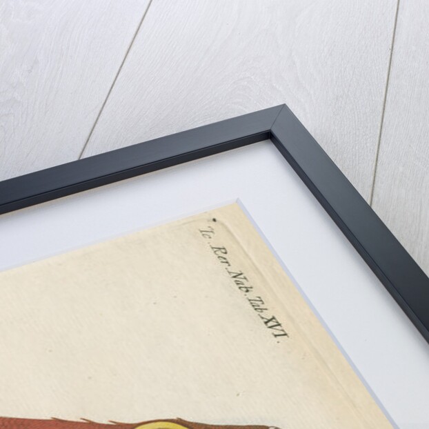 'Perche Rouge ou Norvegienne' [Rose fish] by Anonymous