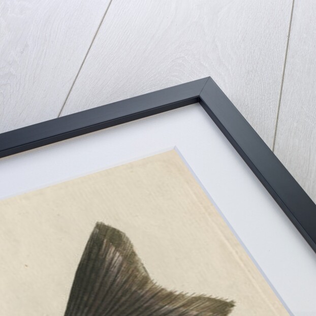 'L'Omble, La Roie, ou Salmomet des Alpes' [Arctic char] by Anonymous