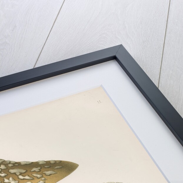 'Agaricus (Amarnita) Strangulaus' [Snakeskin Grisette mushroom] by Abraham Lundquist & Company