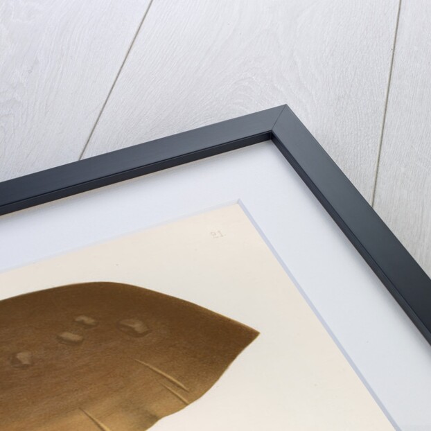 'Agaricus (Tricholoma) Colossus' [Giant Knight mushroom] by Abraham Lundquist & Company