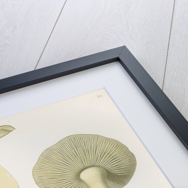 'Agaricus (Tricholoma) Portentosus' [Dingy Agaric mushroom] and 'Agaricus (Tricoloma) Fucatus' by Abraham Lundquist & Company